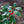Load image into Gallery viewer, Blue Prince/Princess Holly - Holly - Hollies
