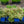 Load image into Gallery viewer, Blue Ribbons Woodland Phlox