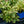 Load image into Gallery viewer, Blue Ribbons Woodland Phlox