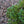 Load image into Gallery viewer, Blue Rug Juniper - Juniper - Conifers
