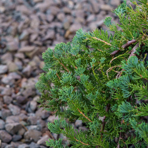 Blue Rug Juniper - Juniper - Conifers