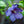 Load image into Gallery viewer, Blue Satin Rose of Sharon