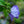 Load image into Gallery viewer, Blue Satin Rose of Sharon