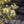 Load image into Gallery viewer, Blue Shadow Fothergilla - Fothergilla - Shrubs