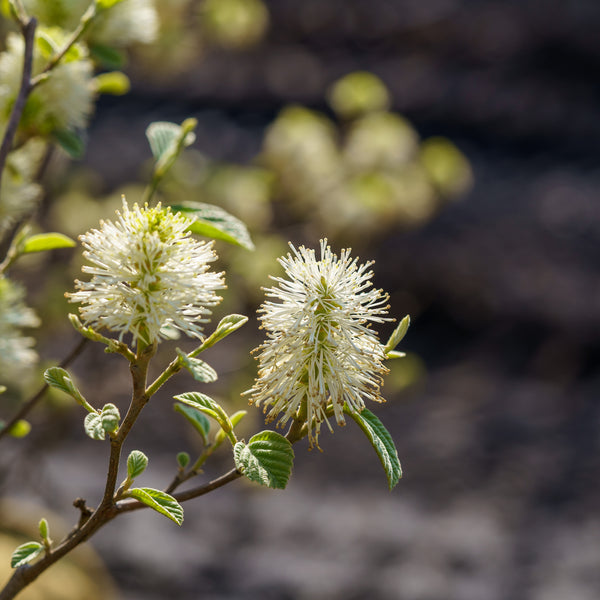 Blue Shadow Fothergilla - Fothergilla - Shrubs