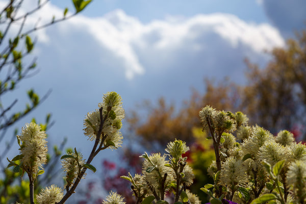Blue Shadow Fothergilla - Fothergilla - Shrubs