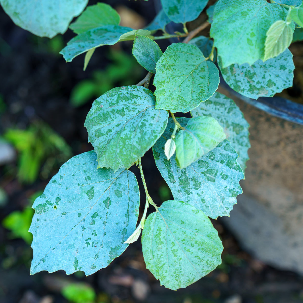 Blue Shadow Fothergilla – Plant Detectives