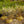 Load image into Gallery viewer, Blue Shadow Fothergilla