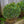 Load image into Gallery viewer, Blue Shag Eastern White Pine