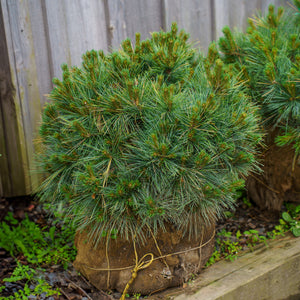 Blue Shag Eastern White Pine