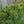 Load image into Gallery viewer, Blue Shag Eastern White Pine