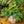 Load image into Gallery viewer, Blue Star Fern