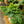 Load image into Gallery viewer, Blue Star Fern