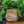 Load image into Gallery viewer, Blue Star Fern