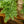 Load image into Gallery viewer, Blue Star Fern