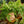 Load image into Gallery viewer, Blue Star Fern