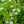 Load image into Gallery viewer, Blue Star Japanese Aster