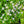 Load image into Gallery viewer, Blue Star Japanese Aster