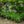 Load image into Gallery viewer, Blue Storm Agapanthus