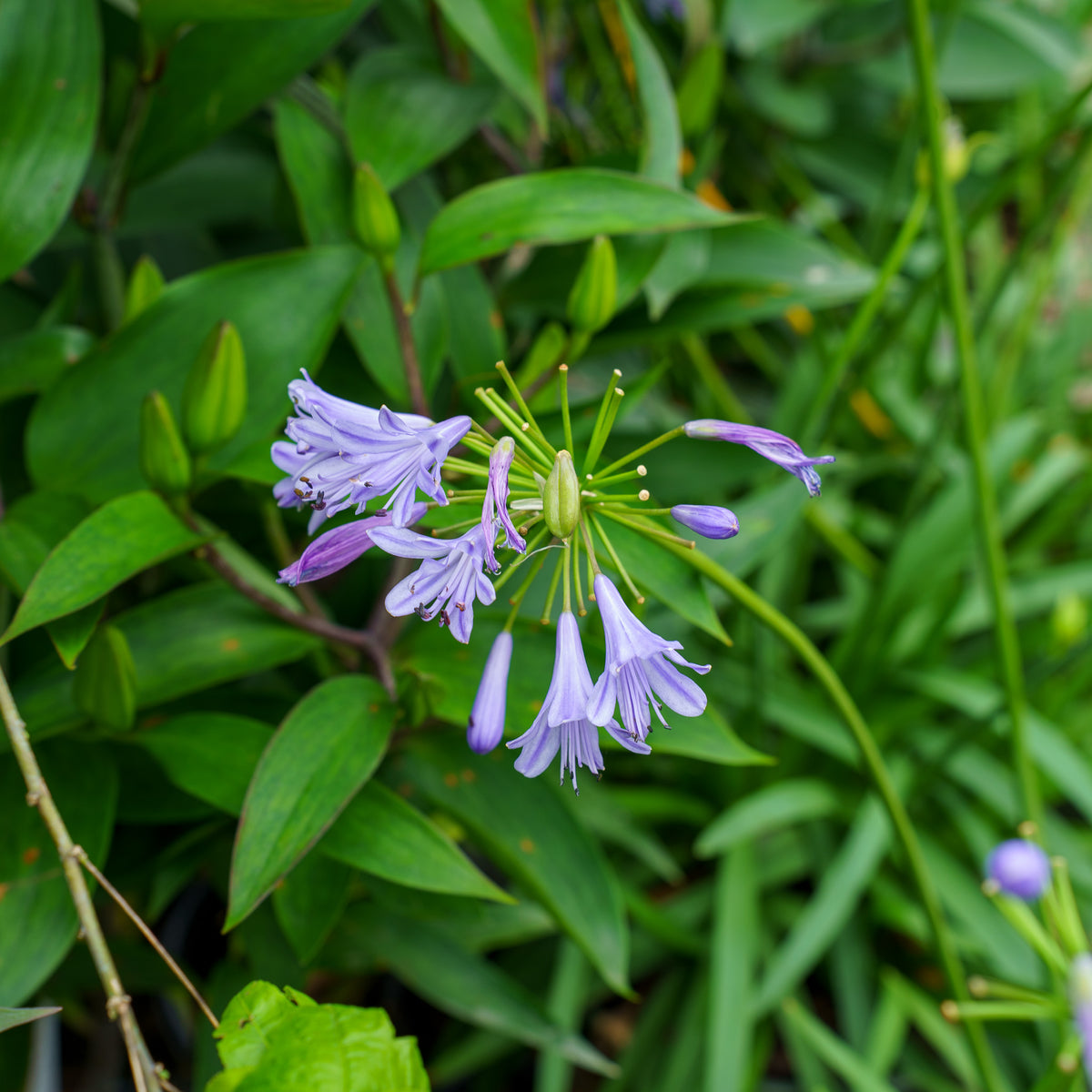 Blue Storm Lily of the Nile – Plant Detectives