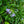 Load image into Gallery viewer, Blue Storm Agapanthus