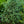 Load image into Gallery viewer, Blue Teardrop White Spruce