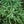 Load image into Gallery viewer, Blue Teardrop White Spruce