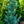 Load image into Gallery viewer, Blue Wave Japanese White Pine - Pine - Conifers