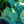 Load image into Gallery viewer, Blue Wave Japanese White Pine - Pine - Conifers