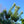 Load image into Gallery viewer, Blue Wave Japanese White Pine - Pine - Conifers