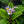 Load image into Gallery viewer, Zebra Blue Primrose