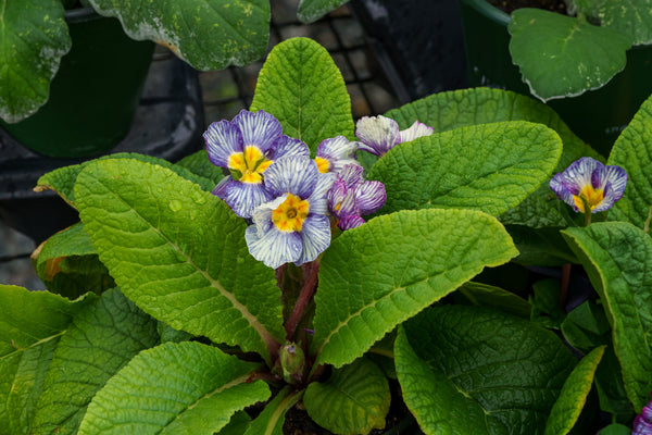 Zebra Blue Primrose