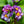Load image into Gallery viewer, Zebra Blue Primrose