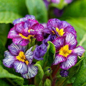 Zebra Blue Primrose