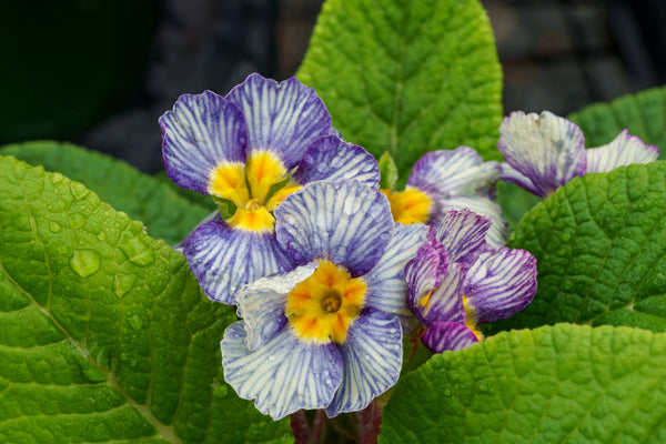 Zebra Blue Primrose