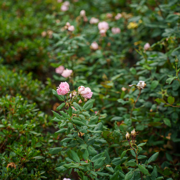 Blushing Knock Out Rose
