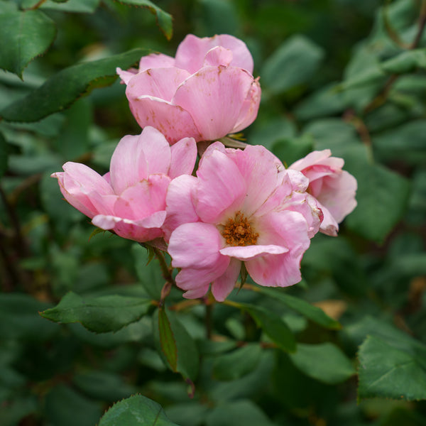 Blushing Knock Out Rose