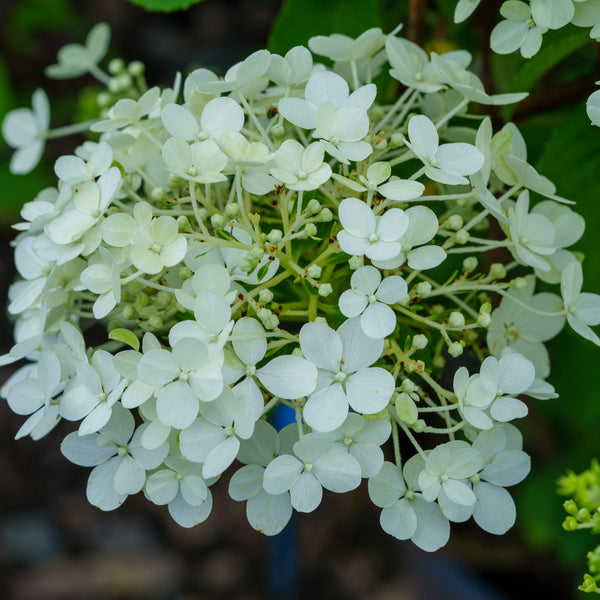 Bobo Hydrangea - Hydrangea - Shrubs