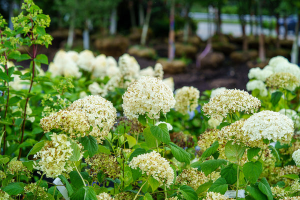 Bobo Hydrangea - Hydrangea - Shrubs
