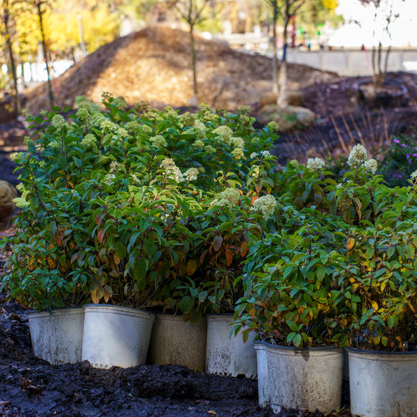 Bobo Panicle Hydrangea