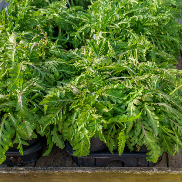 Bolero Oriental Poppy
