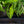 Load image into Gallery viewer, Bolero Oriental Poppy