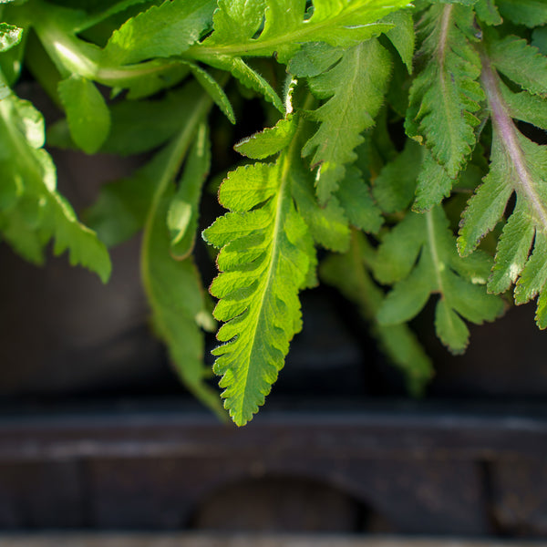 Bolero Oriental Poppy