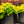 Load image into Gallery viewer, Bonanza Gold Barberry - Barberry - Shrubs