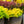 Load image into Gallery viewer, Bonanza Gold Barberry - Barberry - Shrubs