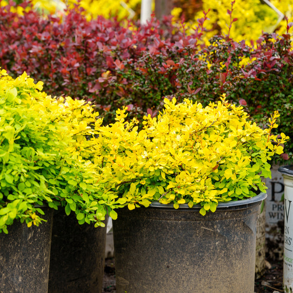 Bonanza Gold Barberry - Barberry - Shrubs