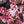 Load image into Gallery viewer, Bonfire Flowering Peach
