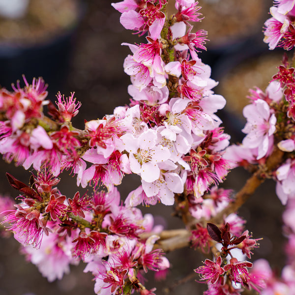 Bonfire Flowering Peach