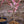 Load image into Gallery viewer, Bonfire Flowering Peach