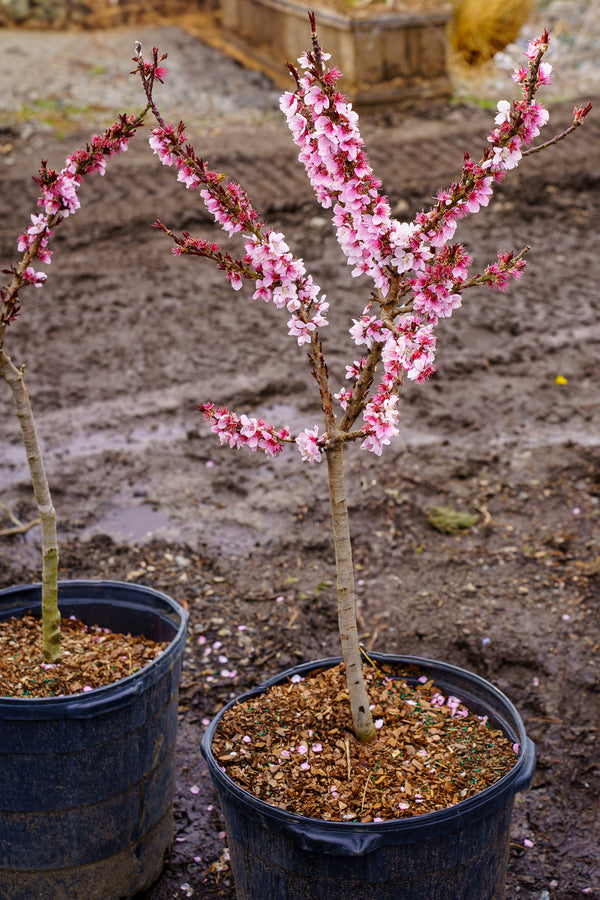 Bonfire Flowering Peach